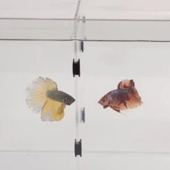 Lifegard Aquarium R460042 & R460082 Acrylic Dividers, 16-gal, 2-pack -Plax Penn Shop 890902 PT2. AC SS1800 V1691096878