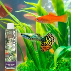 Reeflowers Minerals GH+ Fish Aquarium Water Conditioner 15 Reeflowers Minerals GH+ Fish Aquarium Water Conditioner -Plax Penn Shop 893118 PT6. AC SS1800 V1688750606