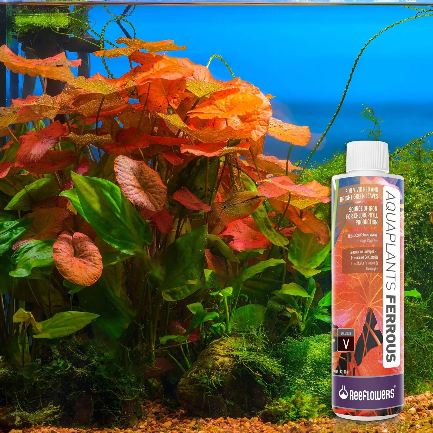 Reeflowers Aqua Plants Ferrous Balling Set V Fish Aquarium Water Conditioner 10 Reeflowers Aqua Plants Ferrous Balling Set V Fish Aquarium Water Conditioner - Image 8