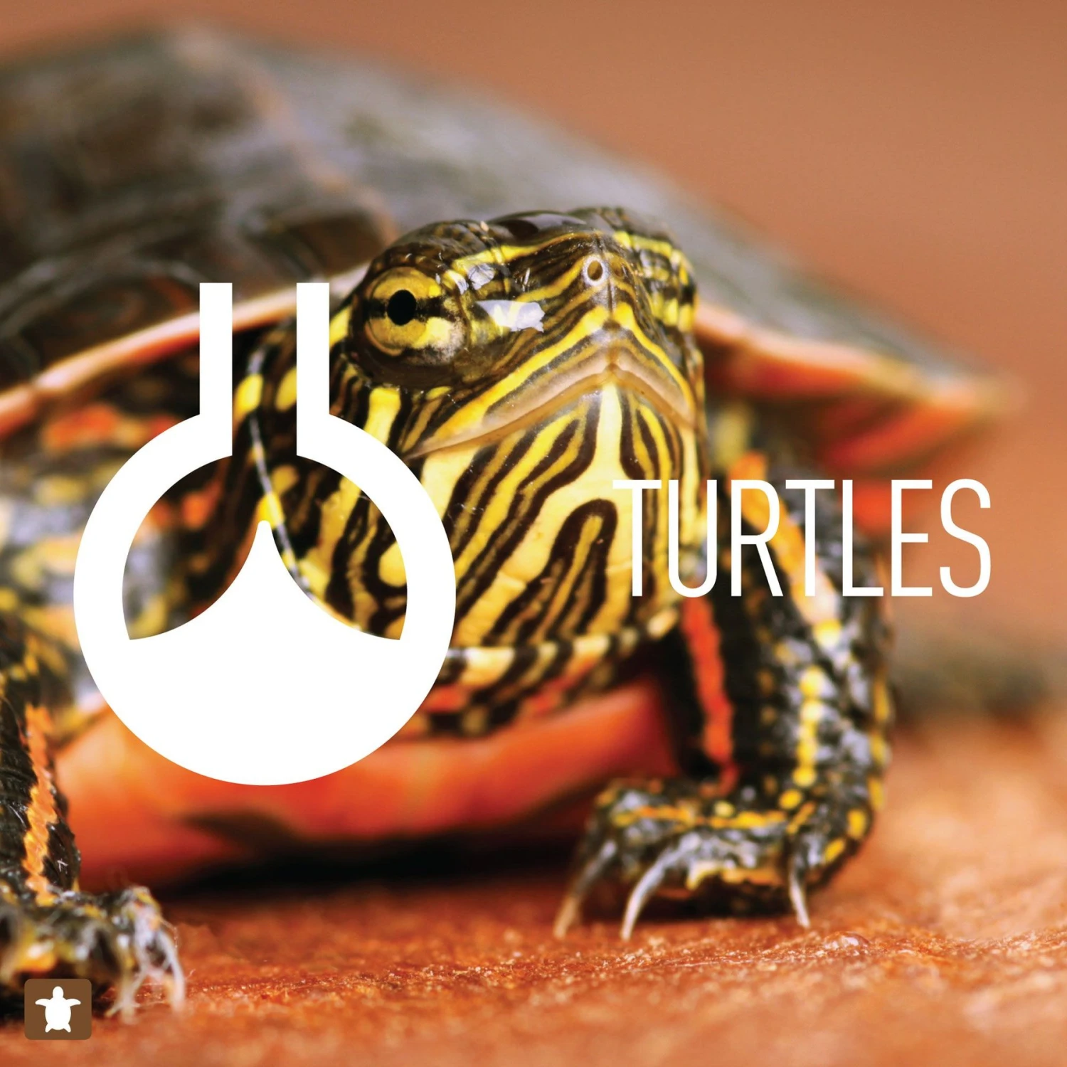 Reeflowers Turtle Fresh RemAmmonia Fish Aquarium Water Conditioner, 2.9-oz Bottle 7 Reeflowers Turtle Fresh RemAmmonia Fish Aquarium Water Conditioner, 2.9-oz Bottle - Image 5