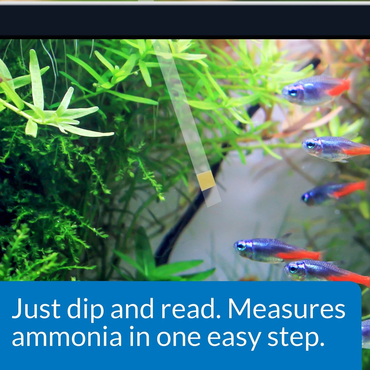 API Ammonia NH3/NH4 Freshwater & Saltwater Aquarium Test Strips 5 API Ammonia NH3/NH4 Freshwater & Saltwater Aquarium Test Strips - Image 3