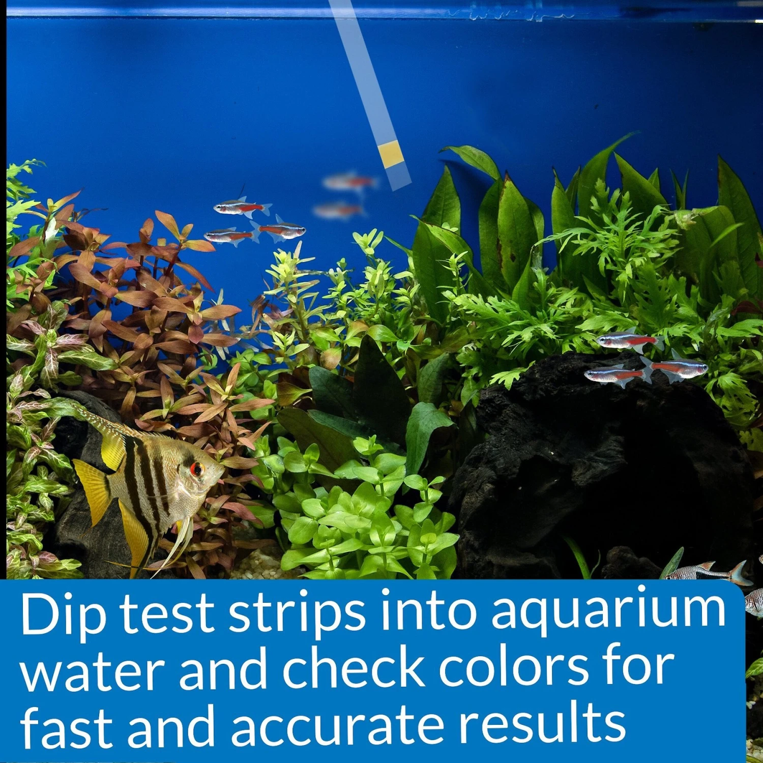 API Ammonia NH3/NH4 Freshwater & Saltwater Aquarium Test Strips 7 API Ammonia NH3/NH4 Freshwater & Saltwater Aquarium Test Strips - Image 5