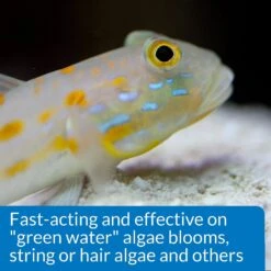 API Marine ALGAEFIX Algae Control 16-oz Bottle 14 API Marine ALGAEFIX Algae Control 16-oz Bottle -Plax Penn Shop 94290 PT6. AC SS1800 V1570549043