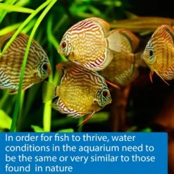 API PH Freshwater & Saltwater Aquarium Test Strips 17 API PH Freshwater & Saltwater Aquarium Test Strips -Plax Penn Shop 94301 PT7. AC SS1800 V1570549347