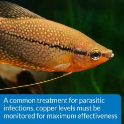 API Copper Cu+ Freshwater & Saltwater Aquarium Test Kit -Plax Penn Shop 94364 PT6. AC SS1800 V1570549636