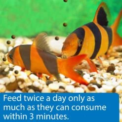 API Sinking Shrimp Pellets Bottom Feeder Fish Food -Plax Penn Shop 94374 PT4. AC SS1800 V1570549677