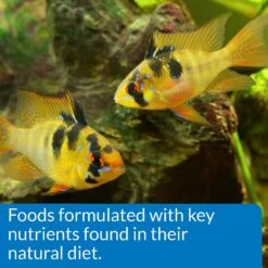 API Large Floating Pellets Cichlid Fish Food -Plax Penn Shop 94534 PT6. AC SS1800 V1570552637