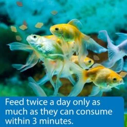 API Flakes Goldfish Fish Food 12 API Flakes Goldfish Fish Food -Plax Penn Shop 94539 PT4. AC SS1800 V1570552664