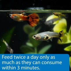 API Sinking Mini Pellets Tropical Fish Food -Plax Penn Shop 94546 PT4. AC SS1800 V1570552628