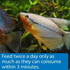 API Sinking Pellets Tropical Fish Food -Plax Penn Shop 94550 PT4. AC SS1800 V1570552971