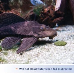 Aqueon Algae Rounds Bottom Feeder Fish Food -Plax Penn Shop 96878 PT2. AC SS1800 V1638484070