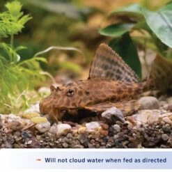 Aqueon Tablets Bottom Feeder Fish Food -Plax Penn Shop 96880 PT2. AC SS1800 V1638484906