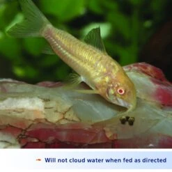 Aqueon Shrimp Pellets Fish Food -Plax Penn Shop 96962 PT6. AC SS1800 V1614179500