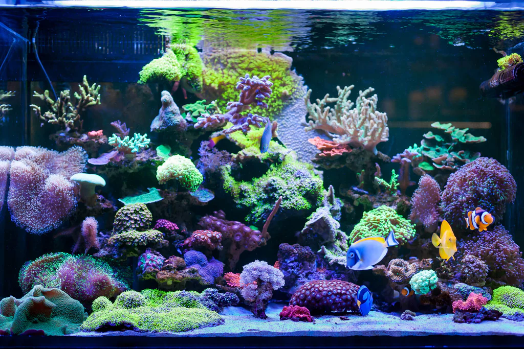 Plax Penn Shop -Plax Penn Shop home reef