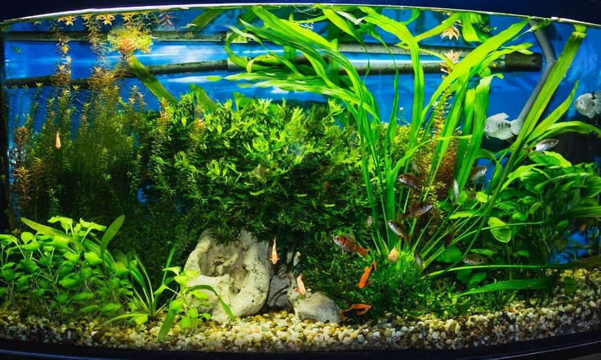 Plax Penn Shop -Plax Penn Shop